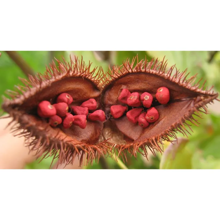 Annatto (Atsuete) 100 seeds per pack Lazada PH