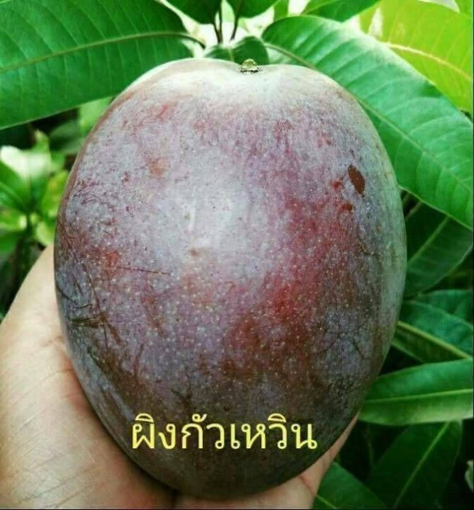 ต้นมะม่วง-ผิงกั่วเหวิน-ไข่มุกแดง-แอปเปิ้ลแดง-180-บาท-พันธุ์แท้-เสียบยอด-สูง-50-70-เซนติเมตร