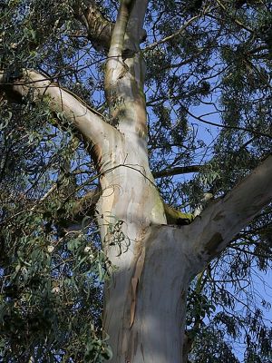 ขายส่ง 1 กิโลกรัม เมล็ดยูคาลิปตัส Eucalyptus น้ำมันยูคาลิปตัส โกฐจุฬารส น้ำมันเขียว มันเขียว ยูคาลิป อันเยี๊ยะ หนานอัน ต้นยูคาลิปตัส
