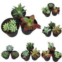 Hot! Promotion!! ไม้อวบน้ำ จัดเซต3ต้น99.- Succulent Plants Set3in1 คุ้มค่าสุดๆ ของสะสมสำหรับคนรักต้นไม้ นำไปจัดสวนในโหลแก้วได้ Terrarium Garden/Home/Office