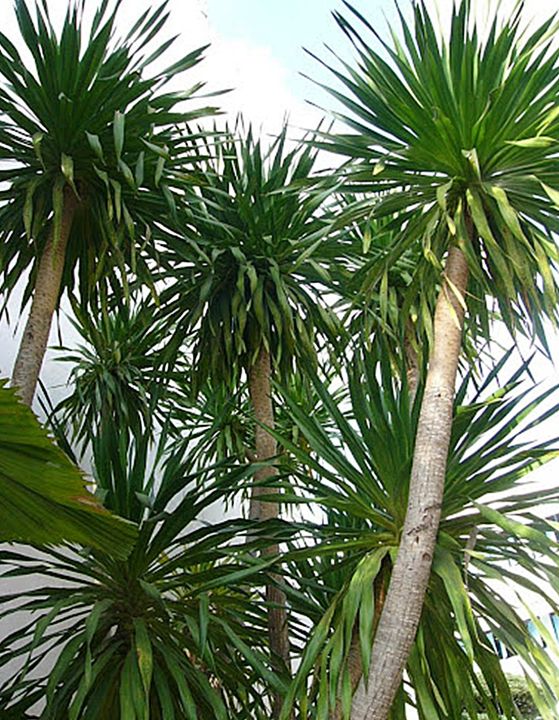 ขายส่ง-100-เมล็ด-เมล็ดจันผา-dracaena-cochinchinensis-จันทร์ผา-จันทร์แดง-ลักกะจันทน์-จันผาด่าง-ปาล์มประดับ-ไม้แปลกหายาก-ไม้ขุดล้อม-ไม้จัดสวน