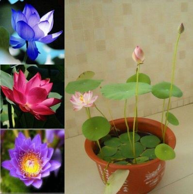 5 เมล็ด เมล็ดบัว คละสี เมล็ดเล็ก ดอกดกทั้งปี ของแท้ 100% เมล็ดพันธุ์ บัวพันธุ์แคระ พันธุ์เล็ก ดอกบัว ปลูกบัว เม็ดบัว สวนบัว Mini Lotus Waterlily seed.