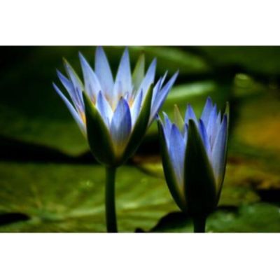 เมล็ดบัวอ่าง สีฟ้า (Blue lotus) 5 เมล็ด