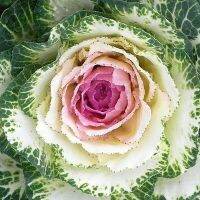 White Crane Flowering Kale (10-15 seeds) ปูเล่ประดับ ไวท์เครน (10-15 เมล็ด)