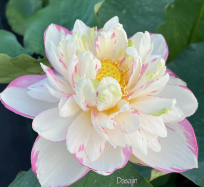 5 เมล็ด บัวนอก บัวนำเข้า บัวสายพันธุ์ Dasajin Lotus สีขาว ม่วง สวยงาม ปลูกในสภาพอากาศประเทศไทยได้ ขยายพันธุ์ง่าย เมล็ดสด