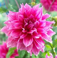 1 หัว/ออเดอร์ รักเร่ Dahlia Bulb สายพันธุ์ Emory Paul หัวรักเร่ ดอกไม้ หัวหน่อ เหง้า นำเข้า เนเธอร์แลน หัวสดใหม่