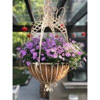 American Hanger Flower Pot Wrought Iron Hanging Hanging Basket Flower กระถางต้นไม้แบบแขวนทรงวินเทจ สวยมากค่ะ