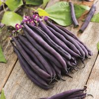 เมล็ดพันธุ์ ถั่วแขกสีม่วง (Purple Queen Bush Bean Seed) บรรจุ 20 เมล็ด คุณภาพดี ราคาถูก ของแท้ 100%