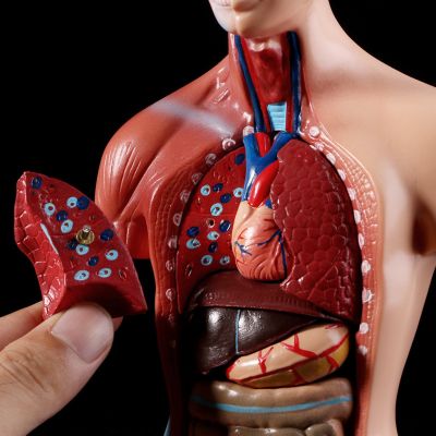 *❤❤Human Torso Body Model Anatomical Internal Organs For Teaching