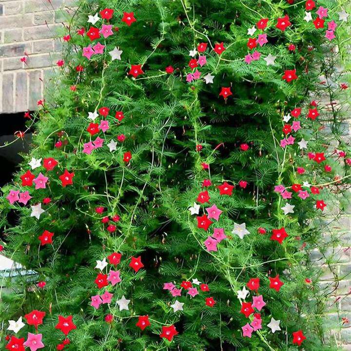 Mixed Cypress Vine Flower Seeds for Planting Flowering Vines Seeds Vine