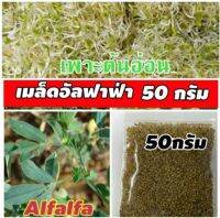 โปร++ บรรจุ50กรัม เมล็ดอัลฟาฟ่า ถั่วอัลฟาฟ่า เมล็ดพันธุ์อัลฟาฟ่า เมล็ดเพาะงอกอัลฟาฟ่า อัลฟาฟ่าเมล็ด หญ้าอัลฟาฟ้า อาหารสัตว์ ราคาถูก ต้