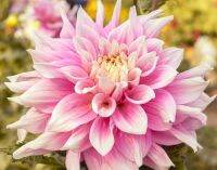 1 หัว /ชุุด เหง้า ต้นรักเร่ Dahlia Bulb สายพันธุ์ Break Out สีชมพู หัวรักเร่ ดอกไม้ ดอกรักเร่ รักแรกพบ เฟิร์สเลิฟ ดอกไม้นำเข้า พร้อมให้ดอก