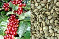 20 เมล็ด เมล็ดกาแฟ อราบิก้า (Arabica) เมล็ดพันธุ์กาแฟ จาก ดอยช้าง อัตรางอก 70-80%