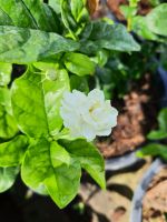 Arabian jasmine ดอกมะลิซ้อน มะลิลา หรือ มะลิซ้อน ไม้หอม ไม้ไทย สูง30-40ซม.ในกระถาง10นิ้ว