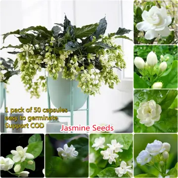 Mini Dry Rose Bud Natural Dried Flowers Organi Jasmine Flower