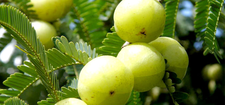 ขายส่ง-100-เมล็ด-เมล็ดมะขามป้อม-เมล็ดพันธุ์สำหรับปลูก-มะขามป้อมอินเดีย-indian-gooseberry-ไม้ยืนต้น-สมุนไพรพื้นบ้าน-ต้นไม้ประจำจังหวัดสระแก้ว