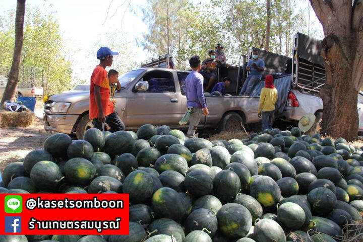 แตงโมกินรีเอ็กตร้า-พันธุ์ตะวันต้นกล้า-40-กรัม-ผลยาวรี-ผิวดำ-ลายเส้นดำชัดเจน