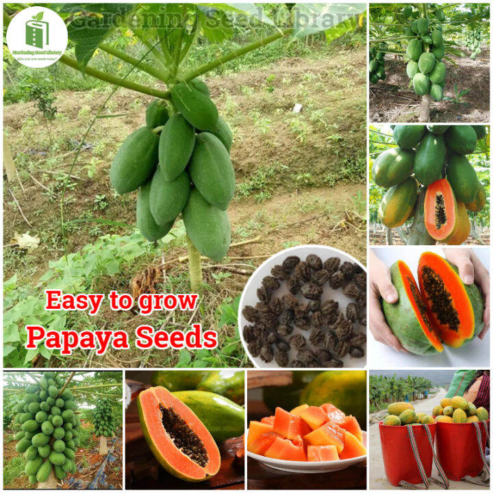 Easy to grow丨10 Seeds/bag Papaya Seeds Dwarf Varieties Bonsai Fruit Tree Seeds Home Gardening