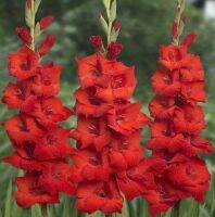 ดอกซ่อนกลิ่นฝรั่ง10หัว/ชุด สีแดง แกรนดิโอลัส (Gladiolus Bulb) หรือ เป็นดอกไม้แห่งคำมั่นสัญญา ความรักความผูกพัน ดอกแห่งรักแท้