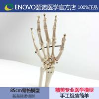 ENOVO authentic medical joint hand bone ulna radial human body bone joint model