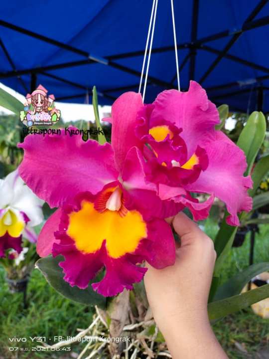 กล้วยไม้-แคทลียา-cattleya-แคทลียาโคราชพิงค์-วังน้ำเขียว-โคราชเรด-สีชมพูแดงปากเหลือง-ดอกใหญ่-มีกลิ่นหอม-ขนาดกระถาง6นิ้ว-ไม่ติดดอก