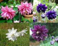 เมล็ดพันธุ์ โคลัมไบน์ aquilegia vulgaris var. stellata columbine barlow 50 เมล็ด เมล็ดพันธุ์นำเข้าจาก อังกฤษ