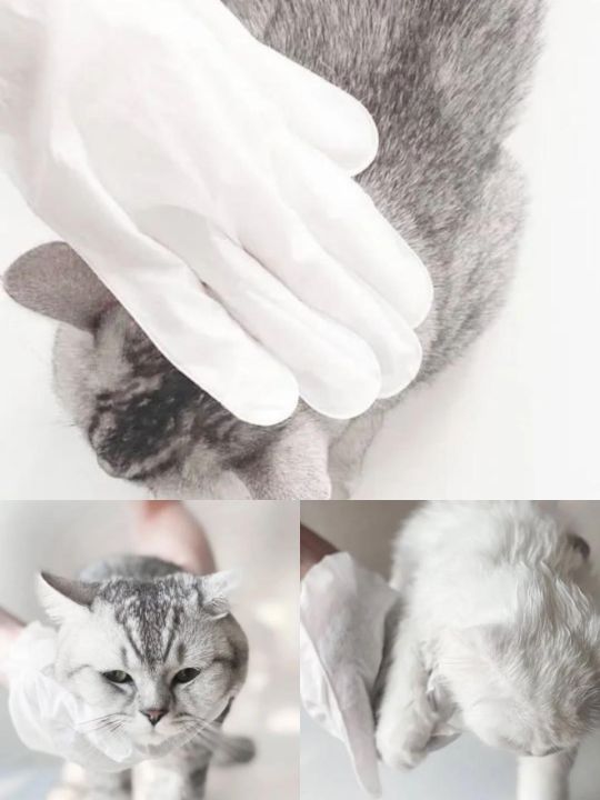 ถุงมือทำความสะอาดแมว-ถุงมือเช็ดตัวแมว-ถุงมือสปาแมว-ช่วยลดกลิ่นสาบ-เชื้อรา-แบคทีเรีย-แมวเลียได้ไม่เป็นอันตราย-1-ซอง-1-ชิ้น