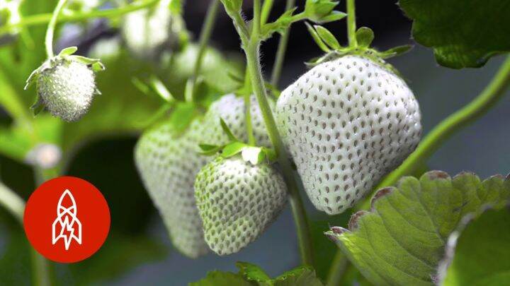 เมล็ดพันธุ์-strawberry-seed-สายพันธุ์-white-jewel-50-เมล็ด-เมล็ดพันธุ์นำเข้าจาก-ยุโรป