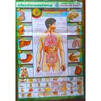 โปสเตอร์แสดงภาพ อวัยวะต่างๆของร่างกาย LEARN ABOUT THE HUMEN BODY ขนาด22X32นิ้ว