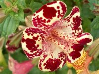 เมล็ดพันธุ์ มิมิวลัส / ไทเกอร์ มังกี้ mimulus tigrinus tiger monkey 400 เมล็ด เมล็ดพันธุ์นำเข้าจาก อังกฤษ Garden Seeds