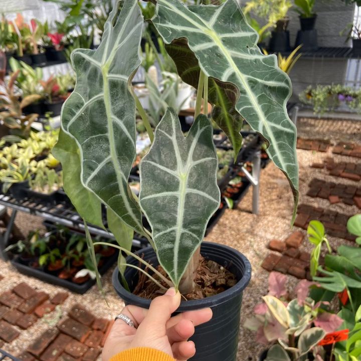 ส่งเร็ว-ต้นแก้วสารพัดนึก-alocasia-amazonica-หรือ-ว่านแก้วสารพัดนึก-กระถาง5-5นิ้ว