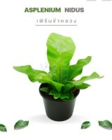 ??เฟิร์นข้าหลวง Size S-M " Asplenium nidus " ??