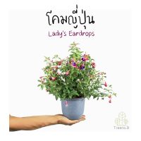 Treeno.9 T365 โคมญี่ปุ่น นำเข้า (Lady’s Eardrops) กระถาง 5 นิ้ว สูง 30-40 cm. ต้นไม้ดอกประดับ ดอกสวยแปลกตา ออกดอกเยอะตลอดทั้งปี