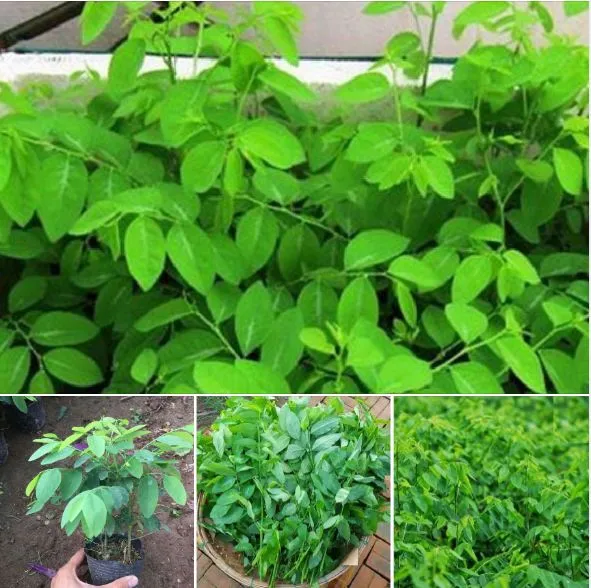 cách trồng rau ngót bằng hạt giống