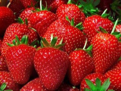 20 เมล็ด Selva Strawberry เมล็ดสตอเบอร์รี่ ของแท้ 100% สตรอเบอร์รี่ สตอเบอรี สตอเบอรี่ อัตรางอก 70-80% Strawberry seeds มีคู่มือวิธีปลูก