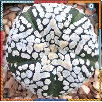 5 พูวีสวย ฟอร์มน่าเก็บสะสมมากค่ะ Astrophytum asterias " V Type 5 ribs" ️5พู️ สินค้ามีจำนวนจำกัด