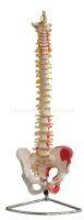 Natural big spine with pelvic muscles attached coloring model QZ - 105 - a