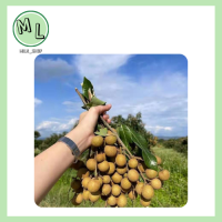 ส่งฟรี! ลำไยสดๆจากสวน ( 龙眼 longan )หวานฉ่ำ คละไซร์ ราคาต่อกิโล รับประกันรสชาติ