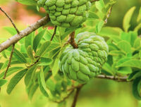 ใบน้อยหน่า(Custard Apple) ใบน้อยหน่าสด ใบบักเขียบ   1กก 99 บาท