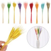 【LZ】✤  Material Natural colorido Buquês De Flores Secas Grama De Orelha De Trigo Hastes De Plantas Reais Decoração Do Casamento Decoração De Casa