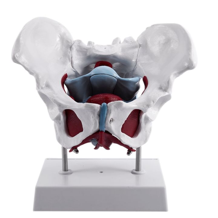 Female Pelvis and Reproductive Organs Model Female Bladder Pelvic Floor ...