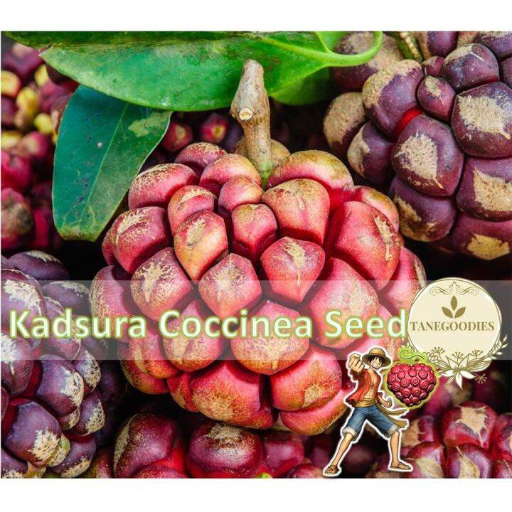 Seed Kadsura Coccinea Rare Black Tiger Devil Fruit Benih Buah Iblis