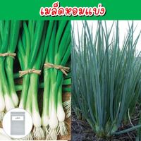 หอมแบ่ง เมล็ดพันธุ์ 300+ เมล็ด (Multiply Onion) ต้นหอม