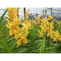 จัดโปร กล้วยไม้ม็อคคาร่าติดดอก 5 ต้น พันธุ์เหลืองจิตติ สีเหลือง (5 Flowering Mokara Yellow Jitti Orchid Plants) ลดราคา ต้นไม้ ต้นไม้มงคล เมล็ดพันธุ์ พรรณไม้