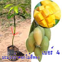 2 ต้น ต้นกล้ามะม่วงน้ำดอกไม้สีทอง เบอร์ 4  เสียบยอดโตเร็ว ผลใหญ่ แผลแห้งสนิท ลูกดก รับประกันพันธุ์แท้ สินค้าพร้อมส่ง!!!