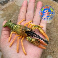 Munich Play - โมเดล Crayfish กุ้งมังกร จิ๋ว เหลือง ขนาด 11.00 CM (จากหาดใหญ่)