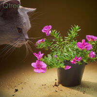 ไม้ดอกสู้แดด calibrachoa mini petunias ดอกซ้อนสีชมพูสดใส