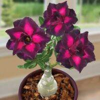 5 เมล็ด เมล็ดพันธุ์ ชวนชม ลูกผสมไฮบริด สายพันธุ์ Purple Plum สีม่วง กุหลาบทะเลทราย Desert Rose Adenium seed ราชินีบอนไซ ปลูกง่ายมาก รีบสะสม