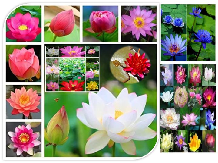 เมล็ดบัว-5-เมล็ด-คละสี-ดอกใหญ่-ของแท้-100-เมล็ดพันธุ์บัวดอกบัว-ปลูกบัว-เม็ดบัว-สวนบัว-บัวอ่าง-lotus-seeds