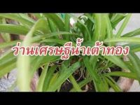 2 หัว ว่านระฆังทอง Pancratium zeylanicum L หัวว่านเศรษฐีน้ำเต้าทอง พร้อมปลูก